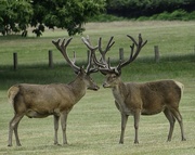 21st Jun 2022 - Two Stags 