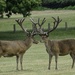 Two Stags  by tonygig