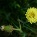 Here's What's Coming Next, Pretty Dandelion. by milaniet