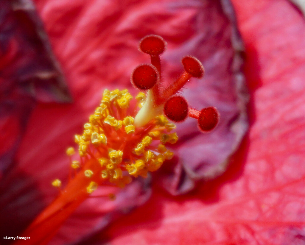 Hibiscus 1 by larrysphotos