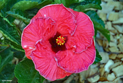 2nd Jul 2022 - (Hollywood) Hibiscus