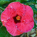 (Hollywood) Hibiscus by larrysphotos