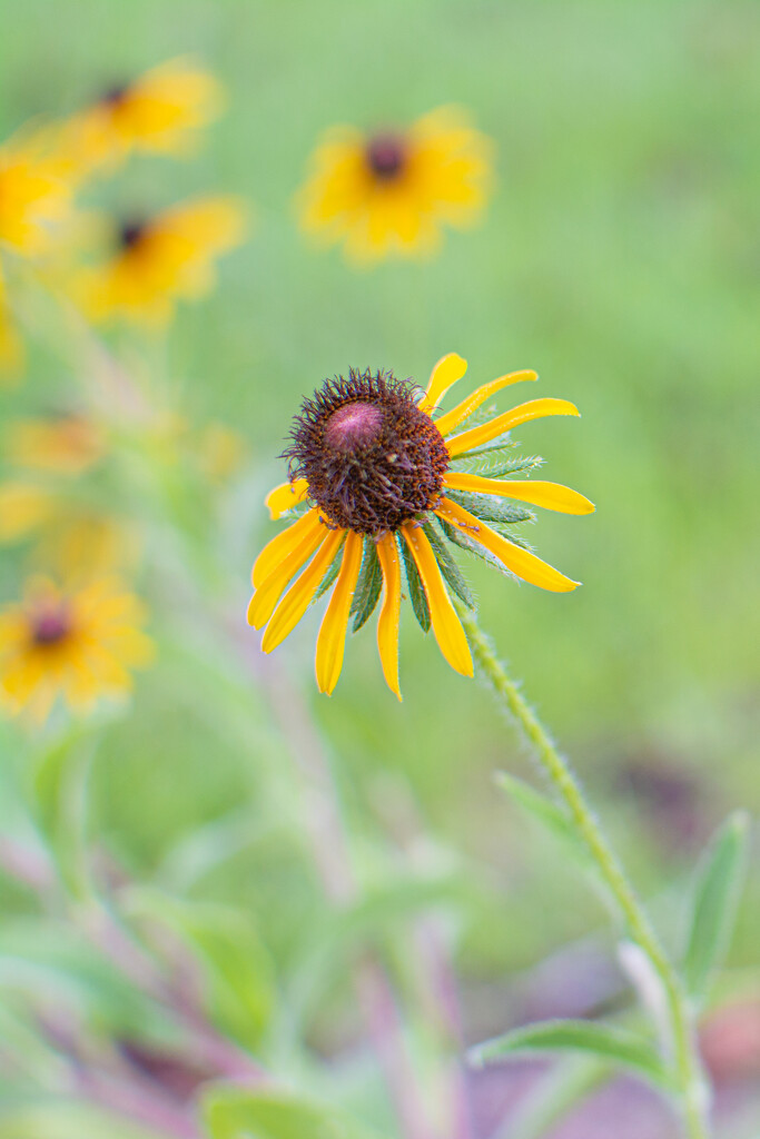 Black-eyed Susan... by thewatersphotos