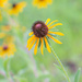 Black-eyed Susan... by thewatersphotos