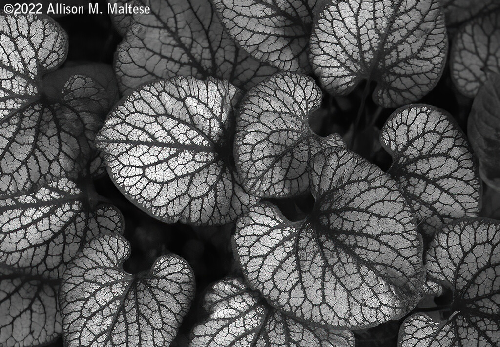Brunnera in Black & White by falcon11