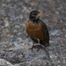 American Robin by berelaxed