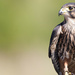 NZ Falcon sitting on a fence post by creative_shots