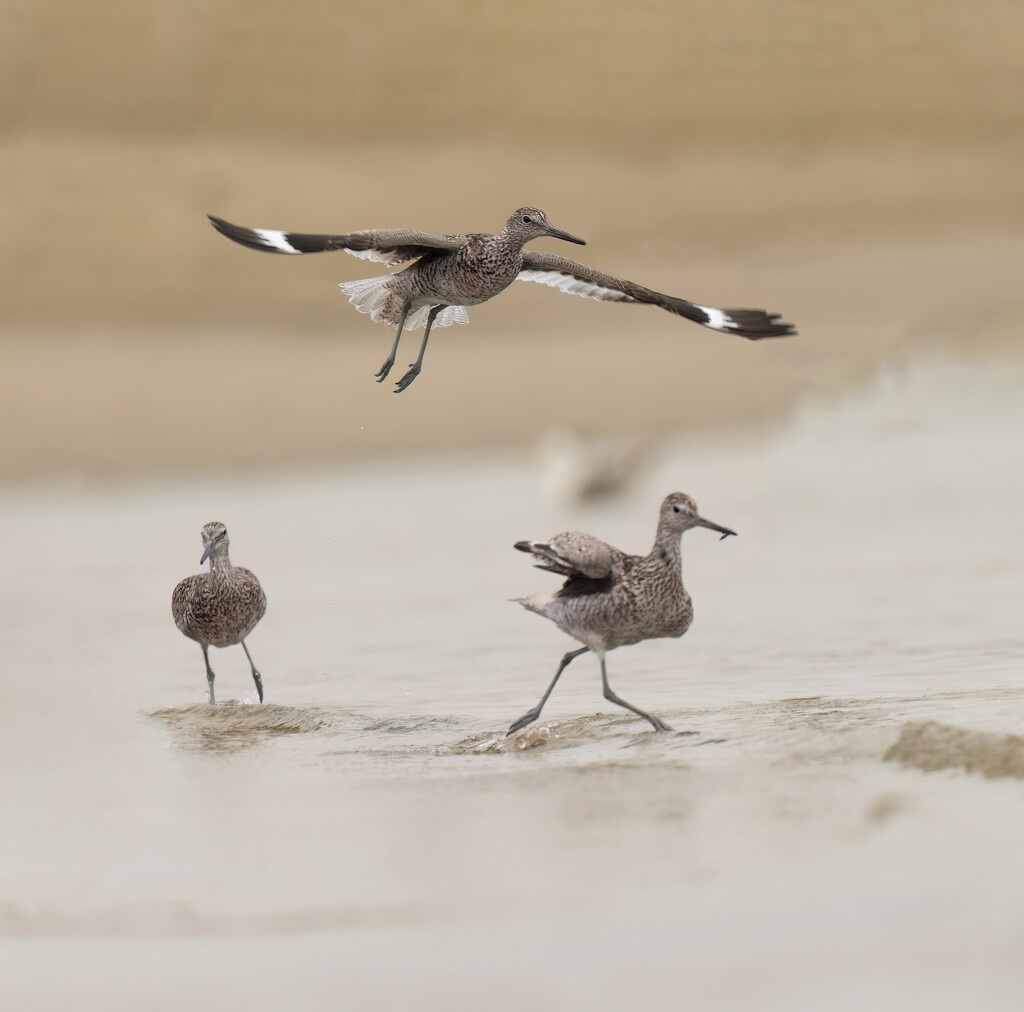 Willets in the surf by nicoleweg