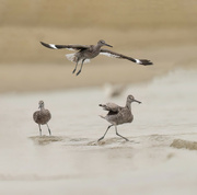2nd Jul 2022 - Willets in the surf