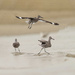 Willets in the surf