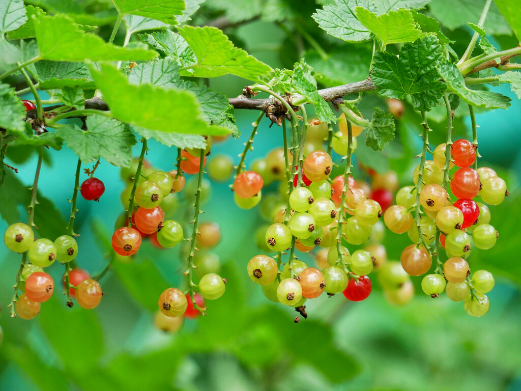 Ripening currants by ljmanning