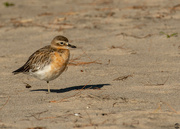 3rd Jul 2022 - Dotterel