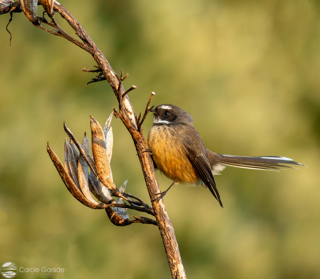 Fantail on Flax by yorkshirekiwi