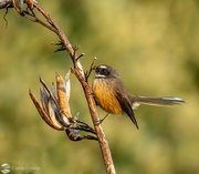 2nd Jul 2022 - Fantail on Flax