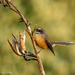 Fantail on Flax