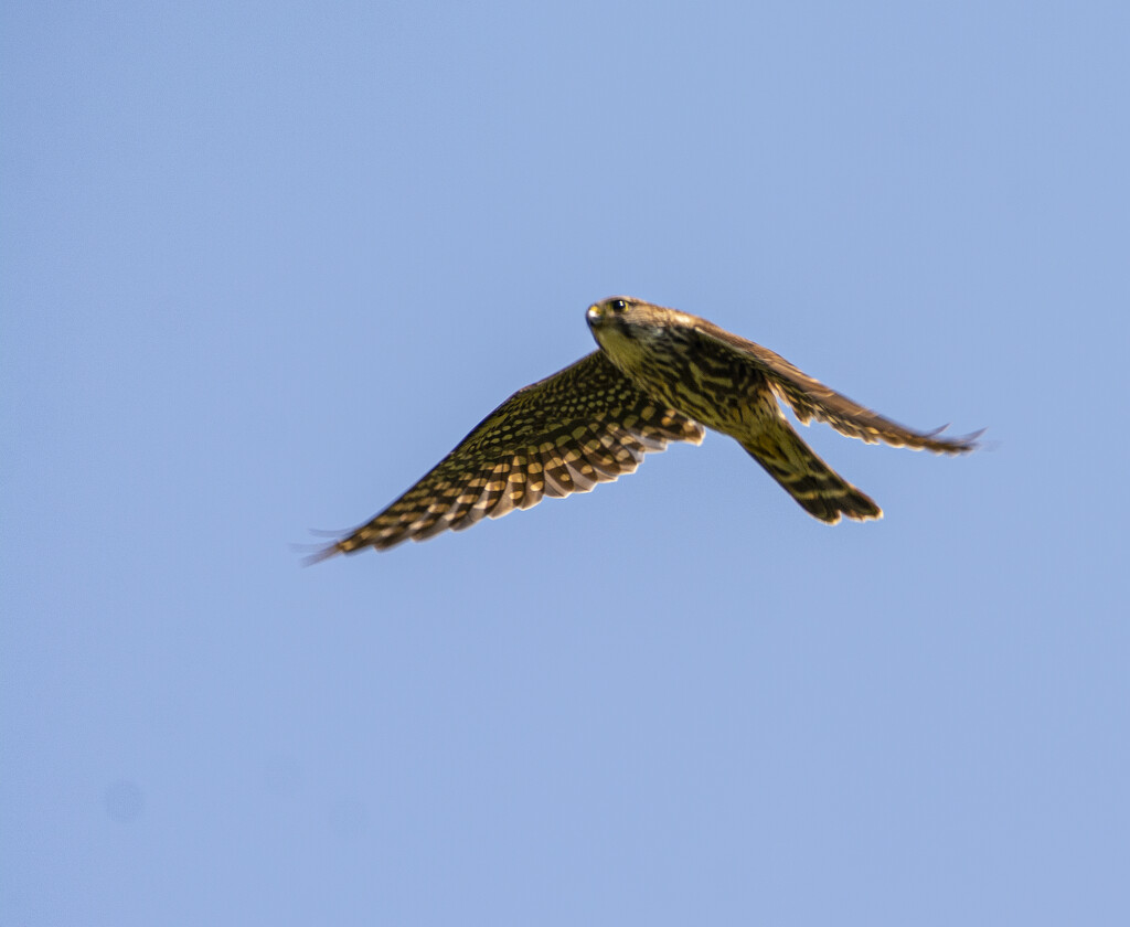 Merlin Flyby by cwbill