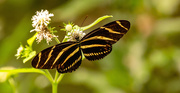 2nd Jul 2022 - Zebra Longwing Butterfly!