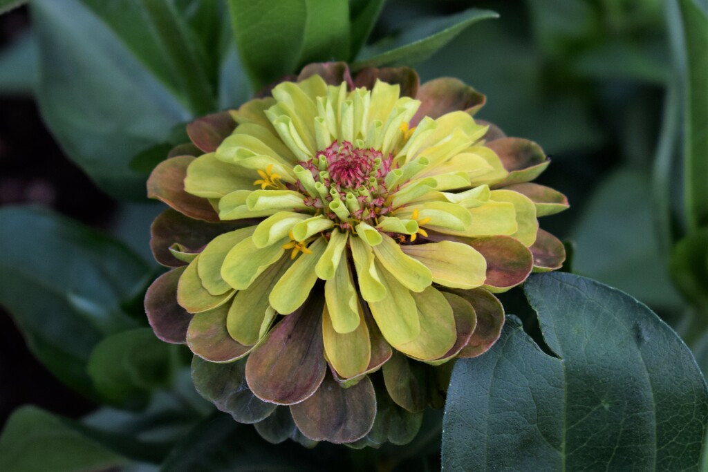 Queen Lime Zinnia by sandlily