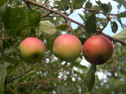 2nd Jul 2022 - Three Apples on Tree 