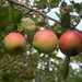 Three Apples on Tree  by sfeldphotos
