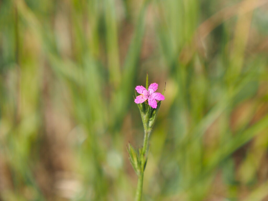 in the pink by edorreandresen