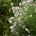 White Lavender by casablanca