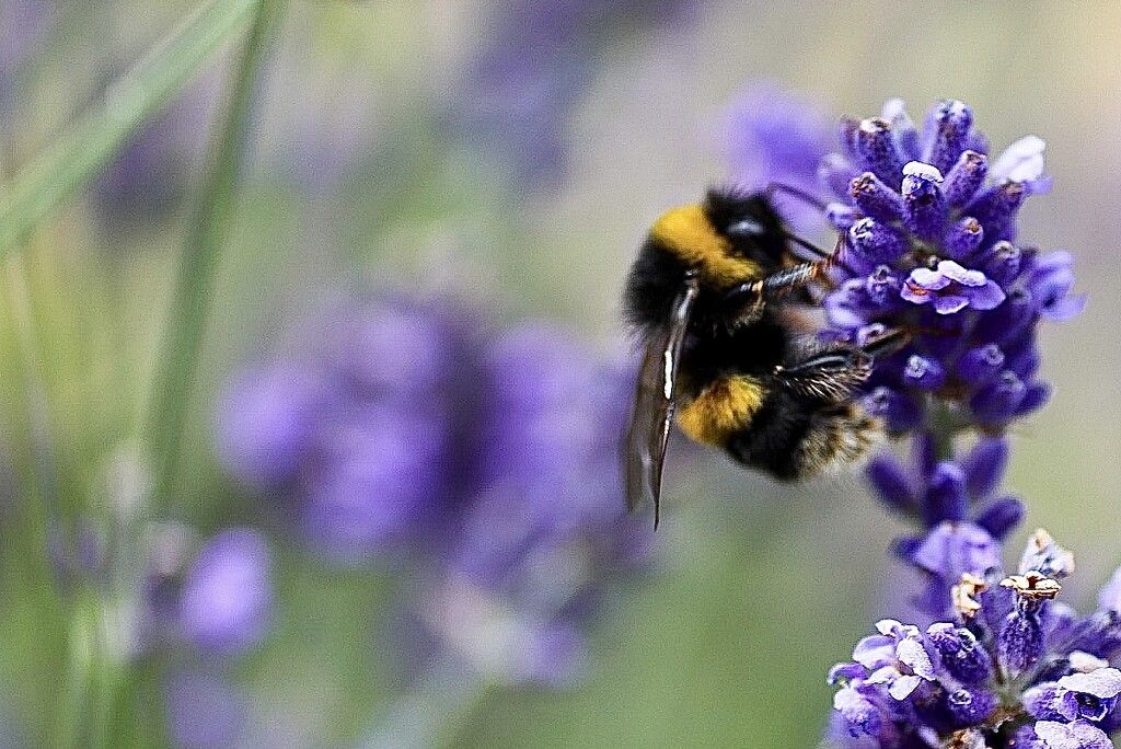 Lavender Bee  by phil_sandford