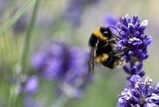 2nd Jul 2022 - Lavender Bee 