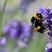 Lavender Bee 
