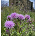 2022-06-29 Mill Flowers by cityhillsandsea