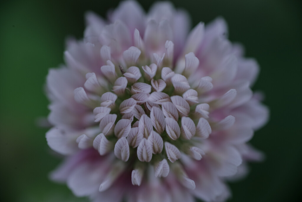 Clover up close by dawnbjohnson2