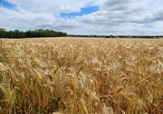 3rd Jul 2022 - Field of barley