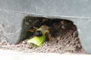 3rd Jul 2022 - Leafcutter Bee
