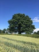 3rd Jul 2022 - Oak and wheat - a very British duo 