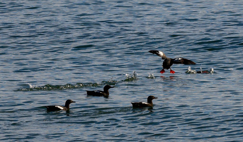 Pigeon Guillemots Acrobatics by theredcamera