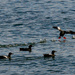 Pigeon Guillemots Acrobatics by theredcamera