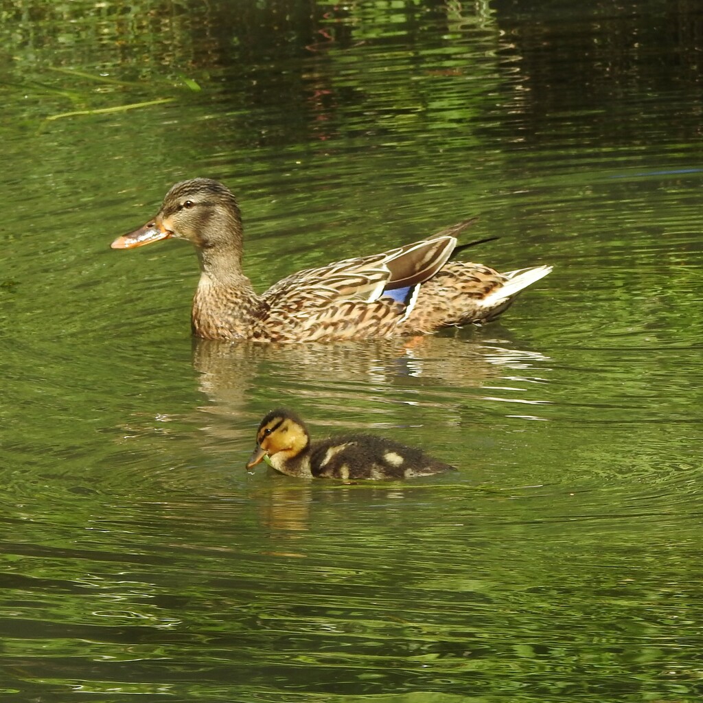 Mother and Duckling by oldjosh