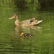 26th Jun 2022 - Mother and Duckling