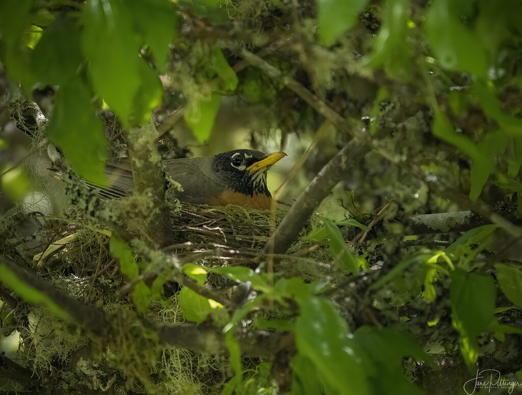 Robin Sitting on Her Nest by jgpittenger