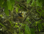 3rd Jul 2022 - Robin Sitting on Her Nest