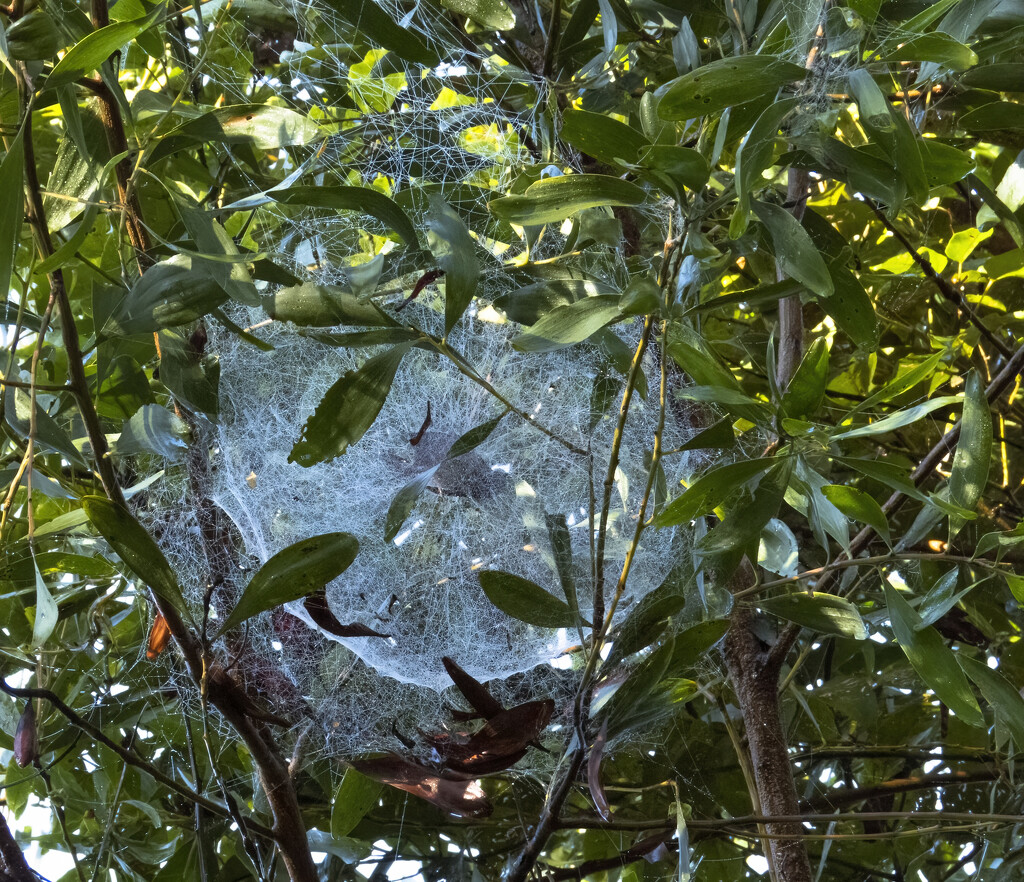 the webs they weave by koalagardens