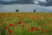3rd Jul 2022 - Poppies Under a Stormy Sky 