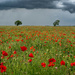 Poppies Under a Stormy Sky  by rjb71