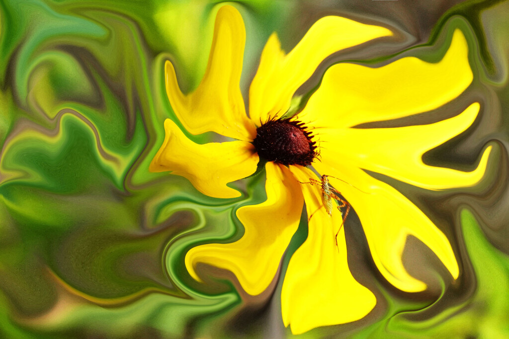 Poor Black Eyed Susan - and Friend by milaniet