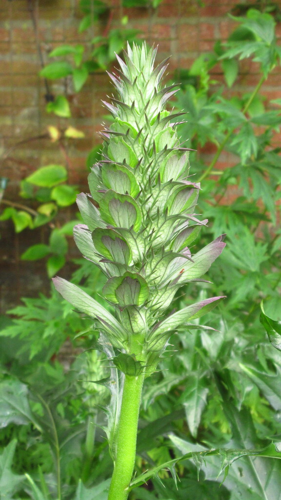 acanthus by anniesue