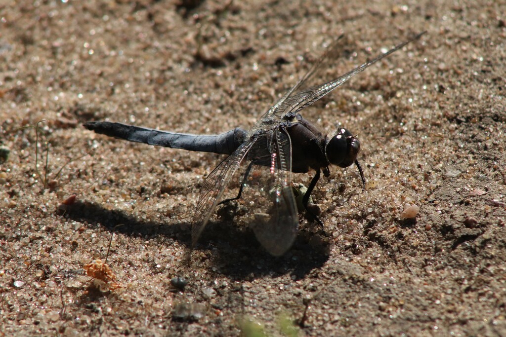 Dragonfly by nyngamynga
