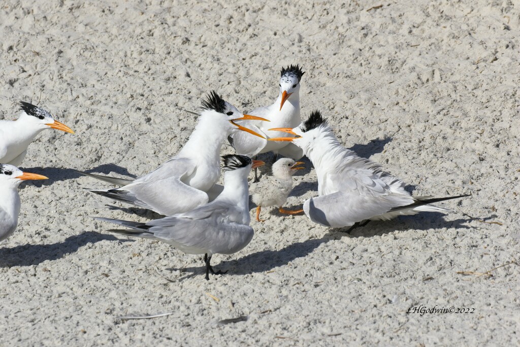 LHG_1453Royal Terns protect the chick by rontu