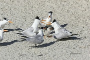 1st Jul 2022 - LHG_1453Royal Terns protect the chick