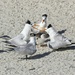 LHG_1453Royal Terns protect the chick