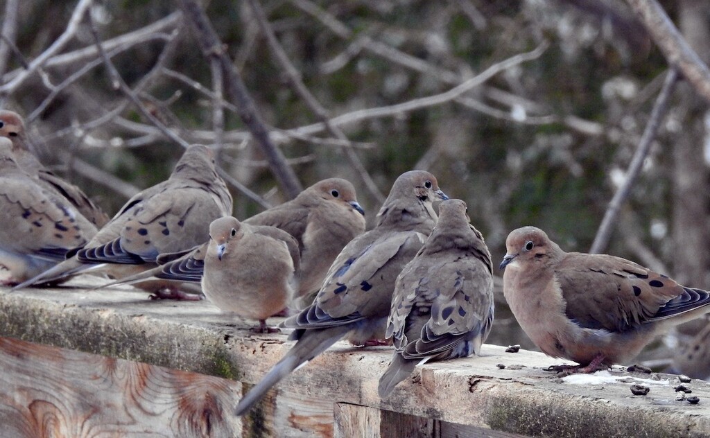 Mourning Doves by sunnygreenwood